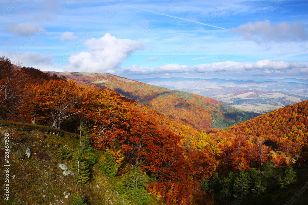 Bright Autumn sky and yellow and red beech forest in the Carpathian Mountains in the golden autumn season.