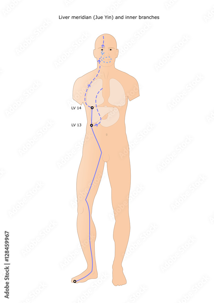 Poster Acupuncture Liver Meridian Jue Yin And Its Inner Branches 