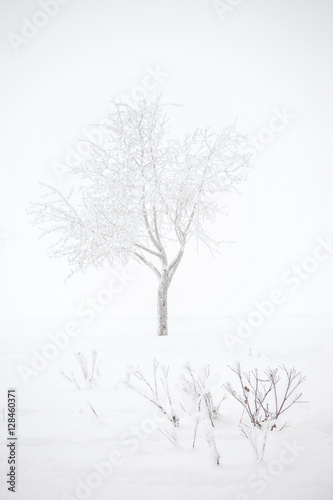Wallpaper Mural Bare tree on snow field. Winter landscape Torontodigital.ca