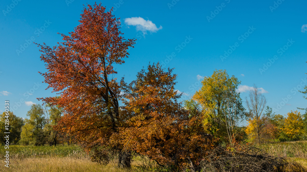 autumn landscape