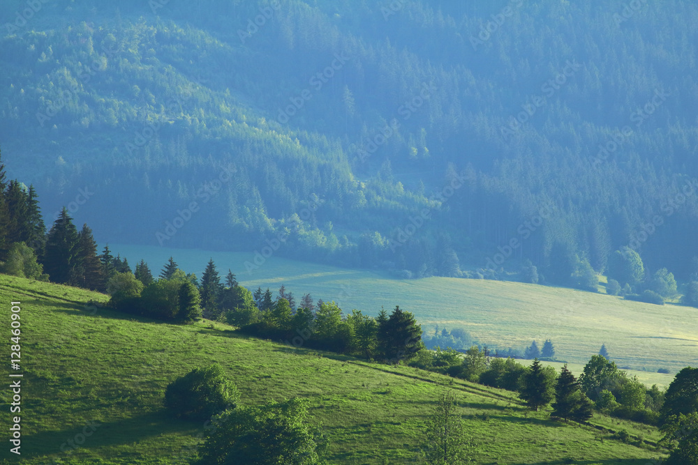 Naklejka premium Rural sunny landscape with forest. Landscape in the Slovak Republic meadows and forests