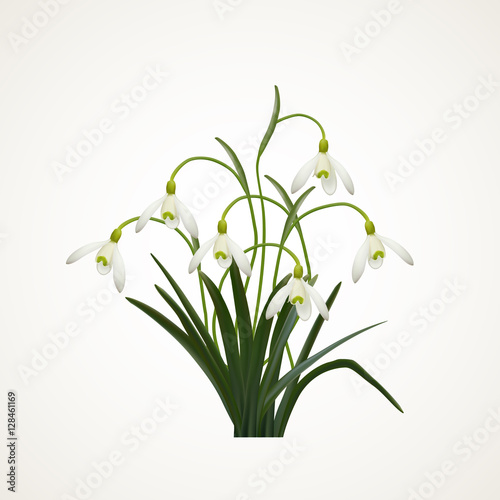 Snowdrops on a white  background. Spring vector illustration. Vector background with snowdrop. Background with flower. Illustration of flowers. Spring background