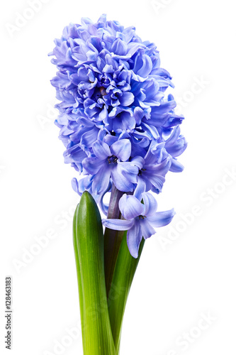 violet hyacinth on white background