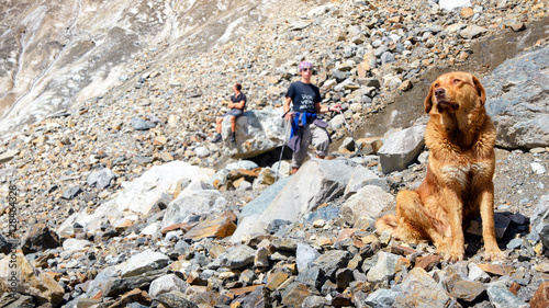 Golden Retriever waiting for his master hiker on stone