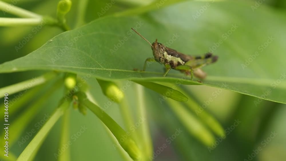 Grasshopper Perched on Night Jasmine Leaf Grasshopper Perched on Night Jasmine Leaf