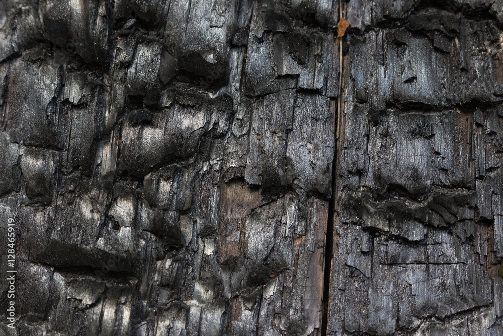 burnt tree burnt tree