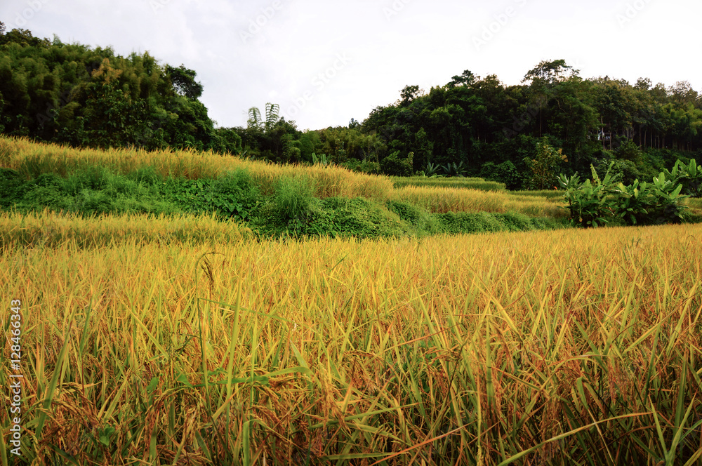 soft focus of rice farm landscape on daylight.