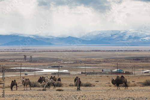 camels in the mountains