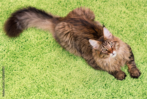 Fototapeta Naklejka Na Ścianę i Meble -  Fluffy black tabby kitty - 6,5 months old - lying on a green carpet. Portrait of domestic Maine Coon kitten, top view point. Playful beautiful young cat looking away.