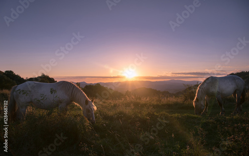 Horses In The Dawn