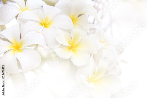 white yellow Plumeria flower abstract (soft light style) on white background