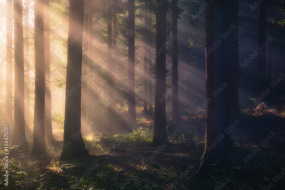 Plakat sun rays on forest