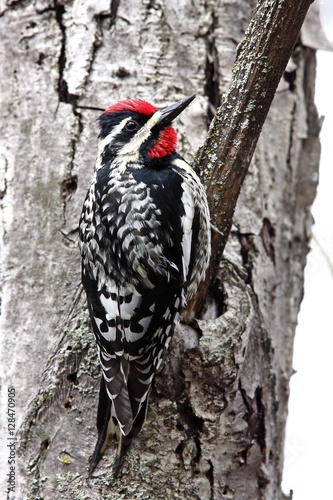 Yellow-bellied Sapsucker climbing tree photo