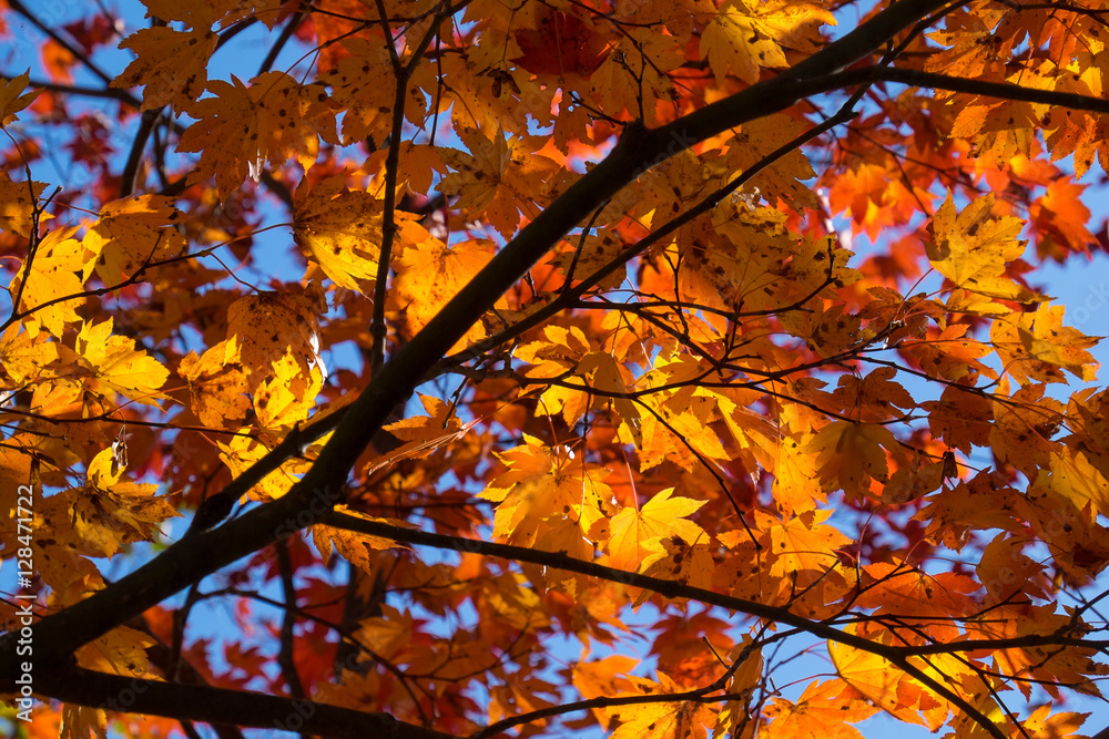 Autumn leaves in Japan