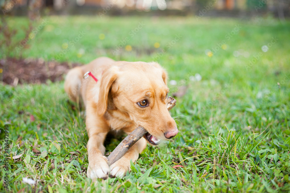 Young brown mix-dog playing with piece of branch and enjoying ni Young brown mix-dog playing with piece of branch and enjoying ni