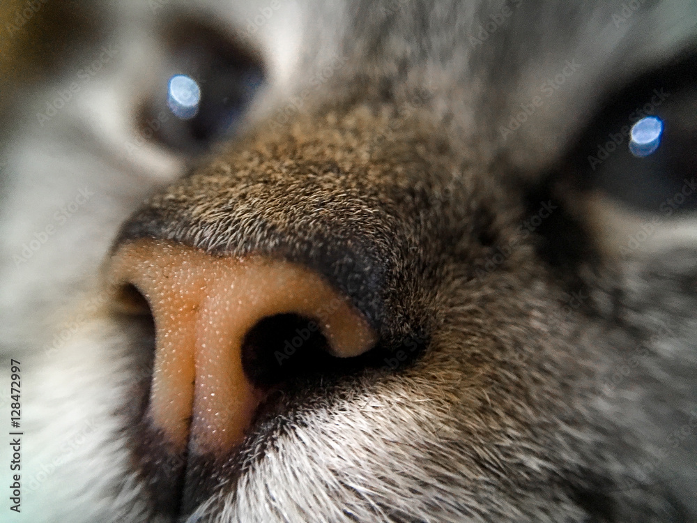 Cat's Nose Stock Photo | Adobe Stock