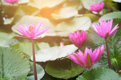 close up beautiful pink flower with flare light tone.Fresh lotus flower and lotus flower plants blooming on pond background.flare light with pink flower and green leaf.