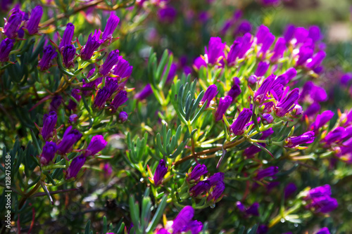  Lampranthus multiradiatus plant