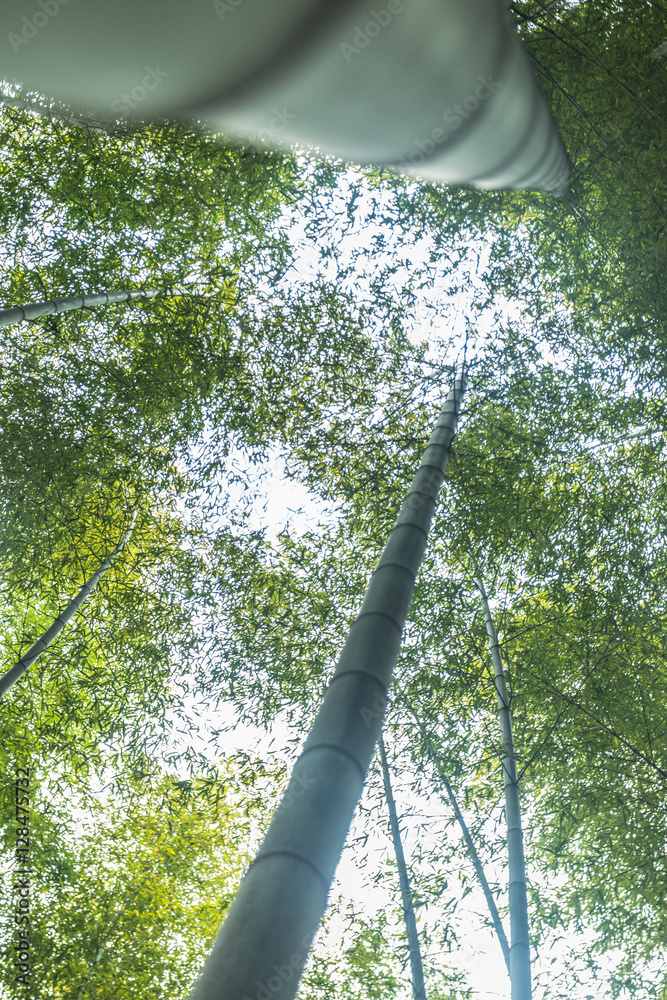 Fototapeta premium Bamboo forest in Yixing,Jiangsu,China.