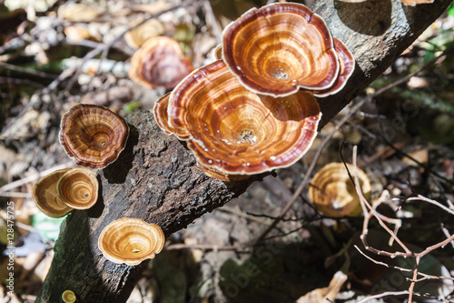 Mushroom grow on the dead trees dry in rainforest.