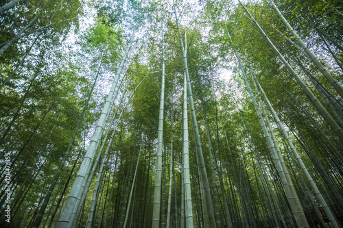 Bamboo forest in Yixing,Jiangsu,China.