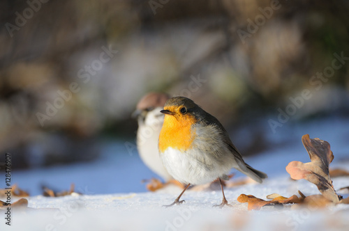 Wintering Robin walking in the snow