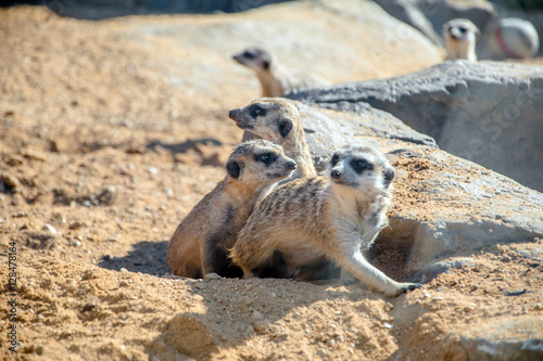 meerkats group hiding behind the rocks on the sand 