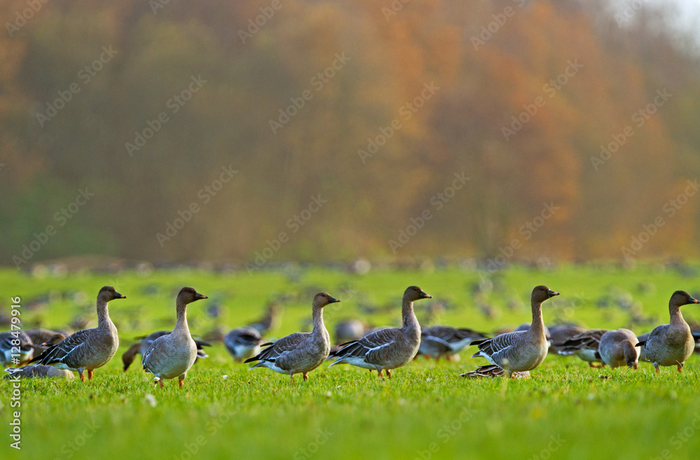 Flock of Bean geese (Anser fabalis), eating grass in a meadow Flock of Bean geese (Anser fabalis), eating grass in a meadow
