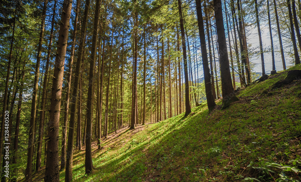 Obraz premium Trees in forest