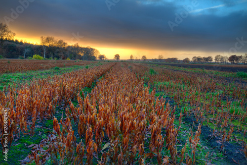 Wilted Lilies with brown leaves on an agricultural field at sunset © Matauw