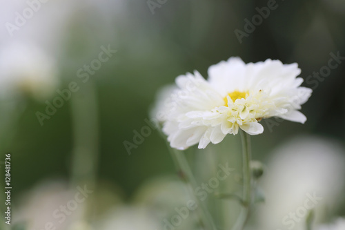 white daisy flower in nature