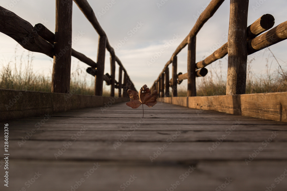 Fototapeta premium Foliage on a wooden bridge of Massaciuccoli.