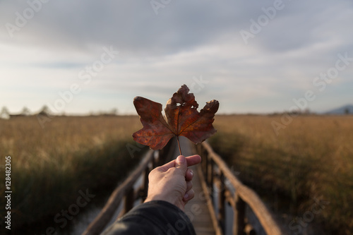 Foliage on a wooden bridge of Massaciuccoli.  photo