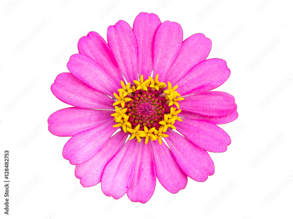 pink zinnia on a white background pink zinnia on a white background