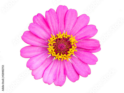 pink zinnia on a white background