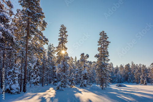 Winter Sunny Landscape with beautiful snow covered trees