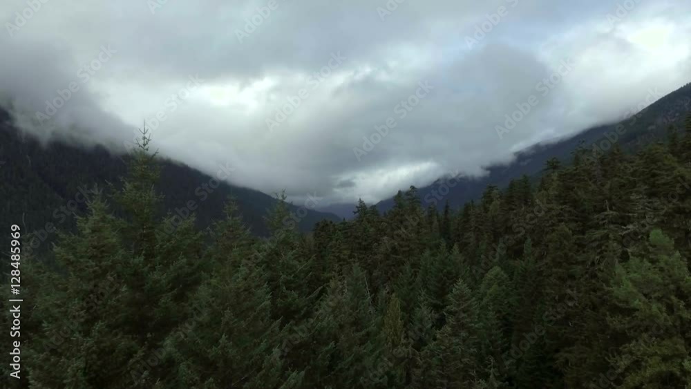 Aerial view flying through the tree tops of an evergreen forest Aerial view flying through the tree tops of an evergreen forest