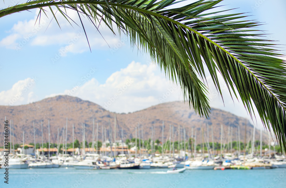 Palm tree with ships and yachts on background. Space for text.