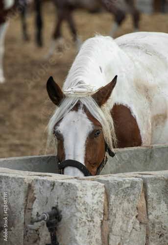Horse drinking water on the farm.