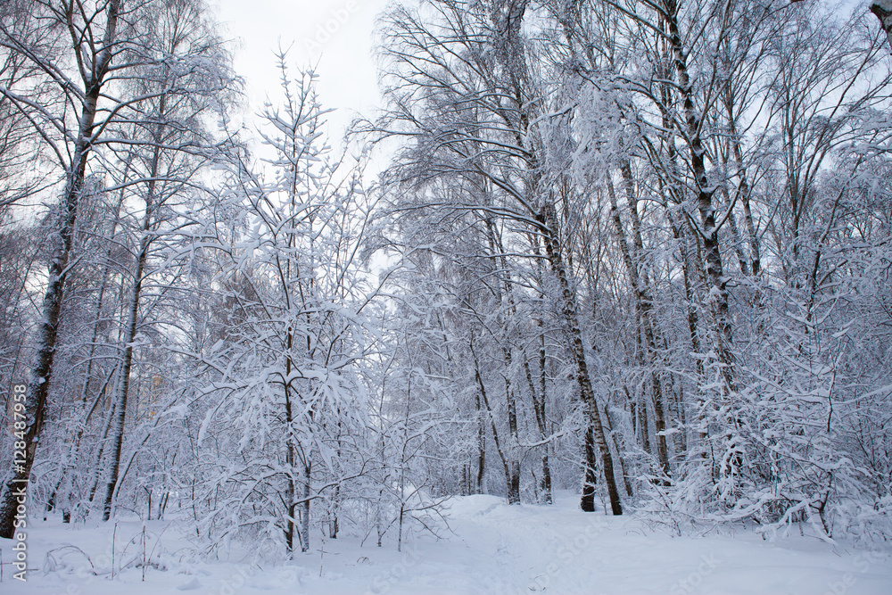 winter landscape