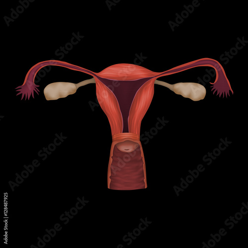 Human realistic uterus. Anatomy illustration. Colored image, black background.
