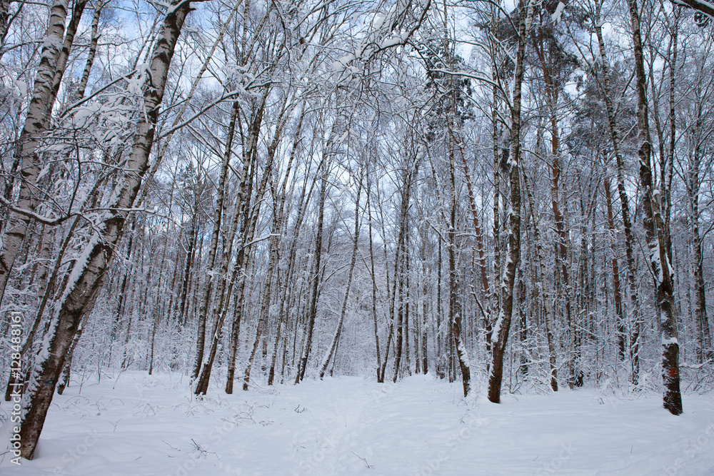winter forest in snow

