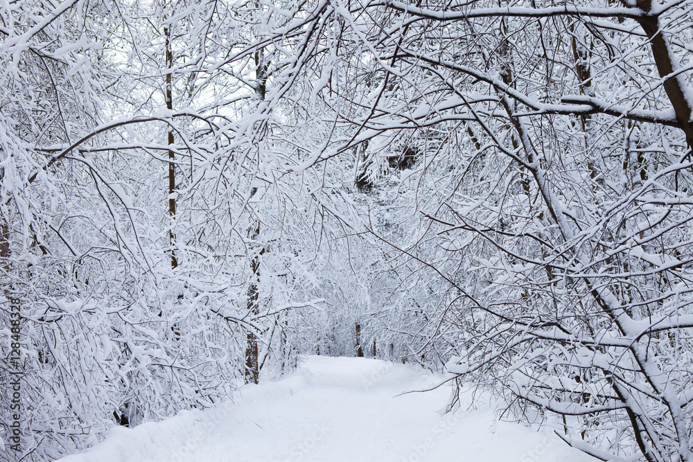 winter forest in snow
winter forest in snow