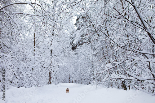 winter forest in snow     © Maria Timofeeva