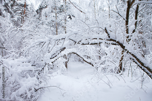 winter forest in snow     © Maria Timofeeva