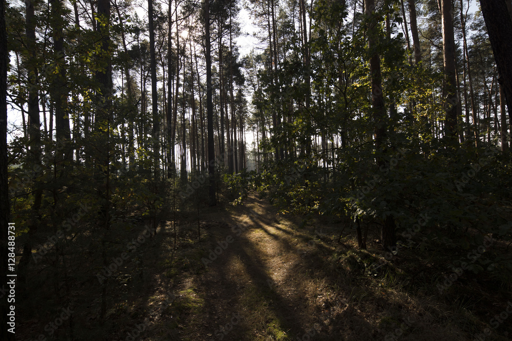 Obraz premium Nature