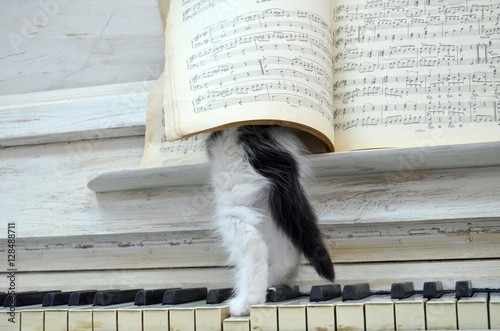 Black kitten with white stripes