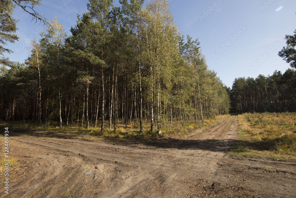 Obraz premium Nature