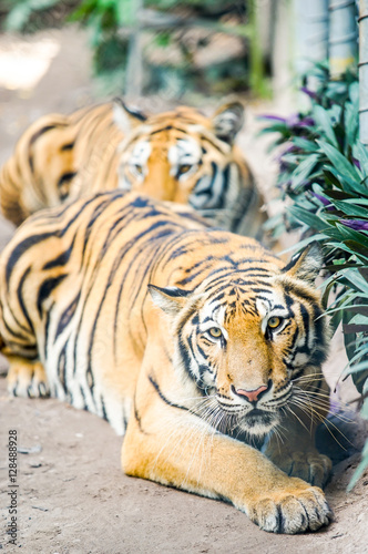 Fototapeta Naklejka Na Ścianę i Meble -  tiger lay on the ground