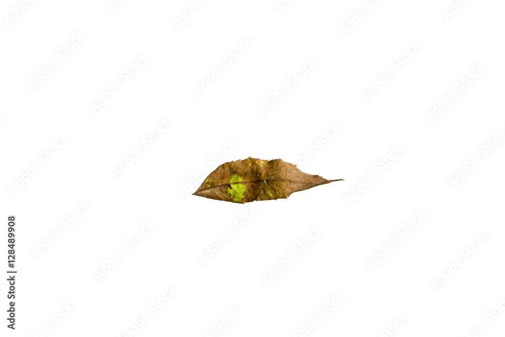 Fototapeta premium Autumn Leaf